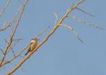Martin-chasseur strié / Striped Kingfisher