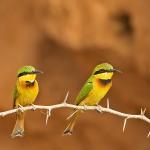 Little Bee-eater / Guêpier nain
