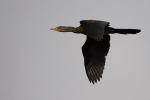 Long-tailed Cormorant / Cormoran africain