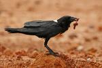 Pied Crow / Corbeau pie