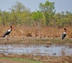 Jabiru d'Afrique / Saddle-billed Stork