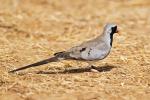 Namaqua Dove male / Tourterelle masquée mâle