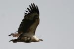African Fish Eagle / Pygargue vocifer