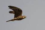 Lanner Falcon / Faucon lanier
