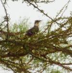 Great Spotted Cuckoo / Coucou geai