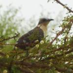 Great Spotted Cuckoo / Coucou geai
