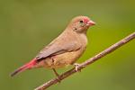Red-billed Firefinch / Amarante du Sénégal
