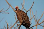 Percnoptère brun / Hooded Vulture