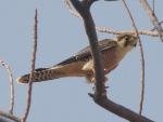 Faucon à cou rouge / Red-necked Falcon