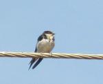 Hirondelle d Ethiopie / Ethiopian Swallow