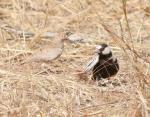 Moinelette à front blancBlack-crowned Sparrow Lark