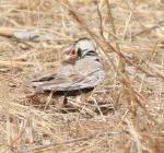 Moinelette à front blancBlack-crowned Sparrow Lark