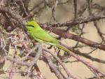 Guêpier d'orient / Little Green Bee-eater