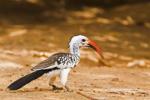 Red-billed Hornbill / Calao à bec rouge