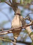 Coliou huppé / Blue-naped Mousebird