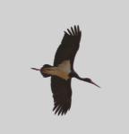 Cigogne noire / Black Stork