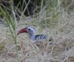 Petit calao à bec rouge / Red-billed Hornbill
