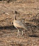 Outarde du Sénégal / White-bellied Bustard