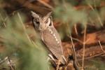 Petit duc à face blanche / White-faced Scops Owl