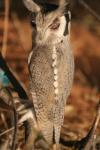 Petit duc à face blanche / White-faced Scops Owl