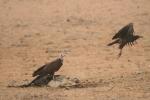 Vautour charognard / Hooded Vulture