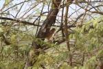 Faucon crécerelle / Common Kestrel