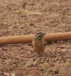 Bruant canelle / Cinnamon-breasted Rock Bunting
