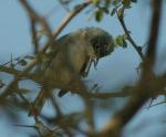 Fauvette passerinette / Subalpine Warbler