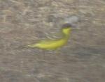Bergeronnette printanière feldegg / Yellow Wagtail