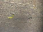 Bergeronnette printanière feldegg / Yellow Wagtail
