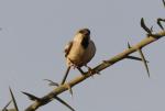 moineau blanc / Desert Sparrow