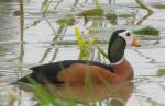 Anserelle naine / African Pygmy Goose