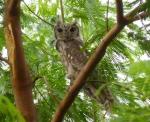 Grand-duc du Sahel / Greyish (Vermicul.) Eagle Owl