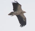 Percnoptère d'Egypte / Egyptian Vulture