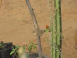 Rouserolle effarvatte / European Reed Warbler