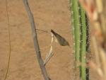 Rousserolle effarvatte / European Reed Warbler