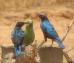 Choucador à oreillons bGreater Blue-eared Starling