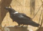 Corbeau pie / Pied Crow
