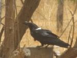 Corbeau Pie / Pied Crow