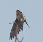 Hirondelle d'Ethiopie / Ethiopian Swallow