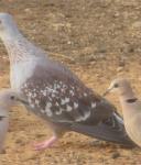 Pigeon roussard / Speckled Pigeon