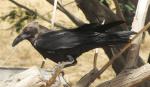 Corbeau brun / Brown-necked Raven