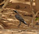 Traquet motteux / Northern Wheatear