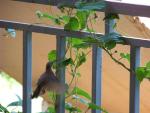 Souimanga à longue queue / Beautiful Sunbird