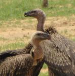 Vautour de Rueppell / Rueppell's Griffon Vulture