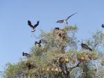 Cigogne d'Abdim / Abdim's Stork