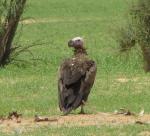 Vautour oricou / Lappet-faced Vulture