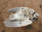 Petit-duc à face blanche / N White-faced Scops Owl