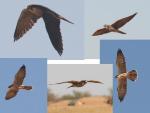 Faucon lanier / Lanner Falcon