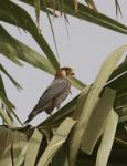 Faucon chicquera / Red-necked Falcon